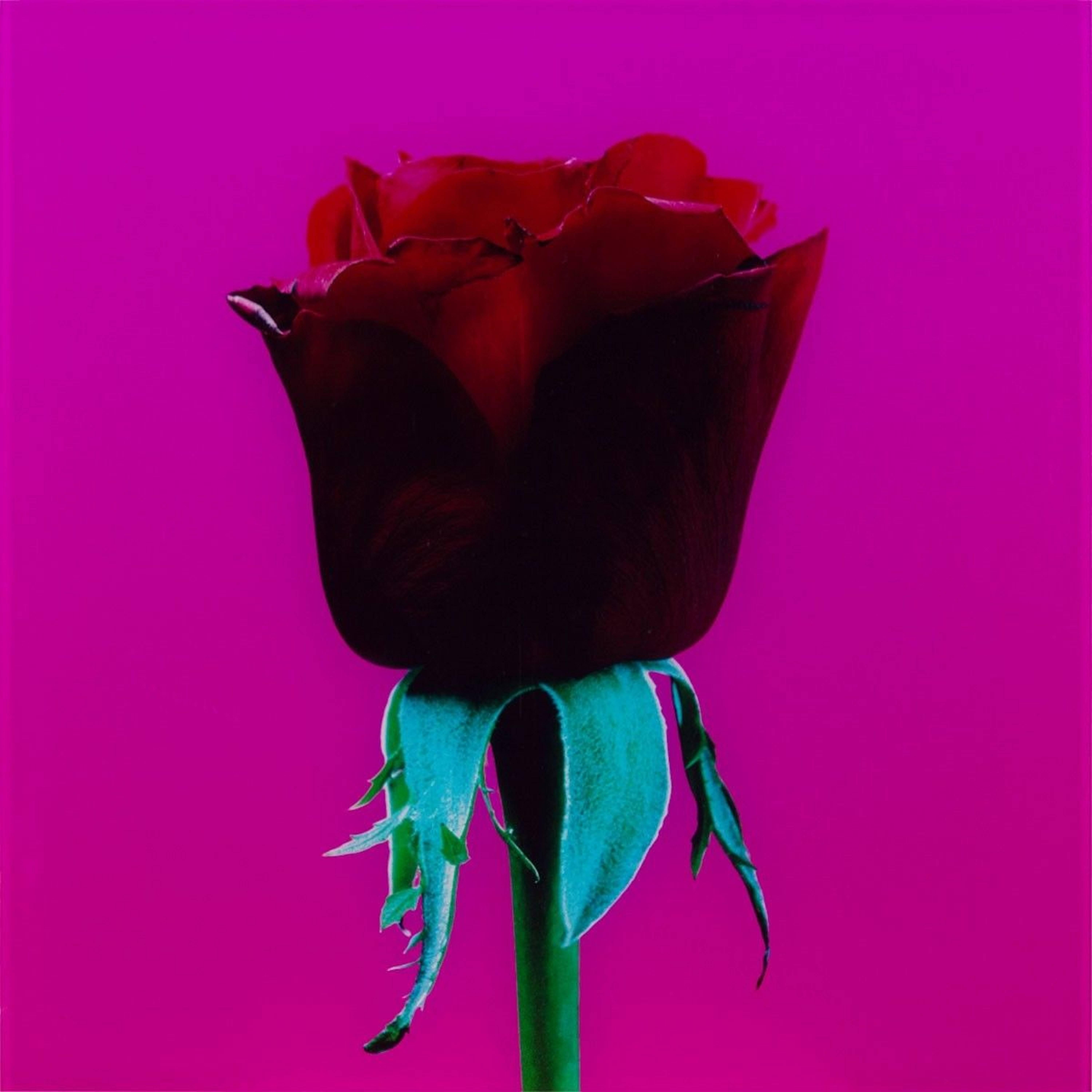 Elisabeth Montagnier Still-Life Photograph - Untitled, Red Rose #1