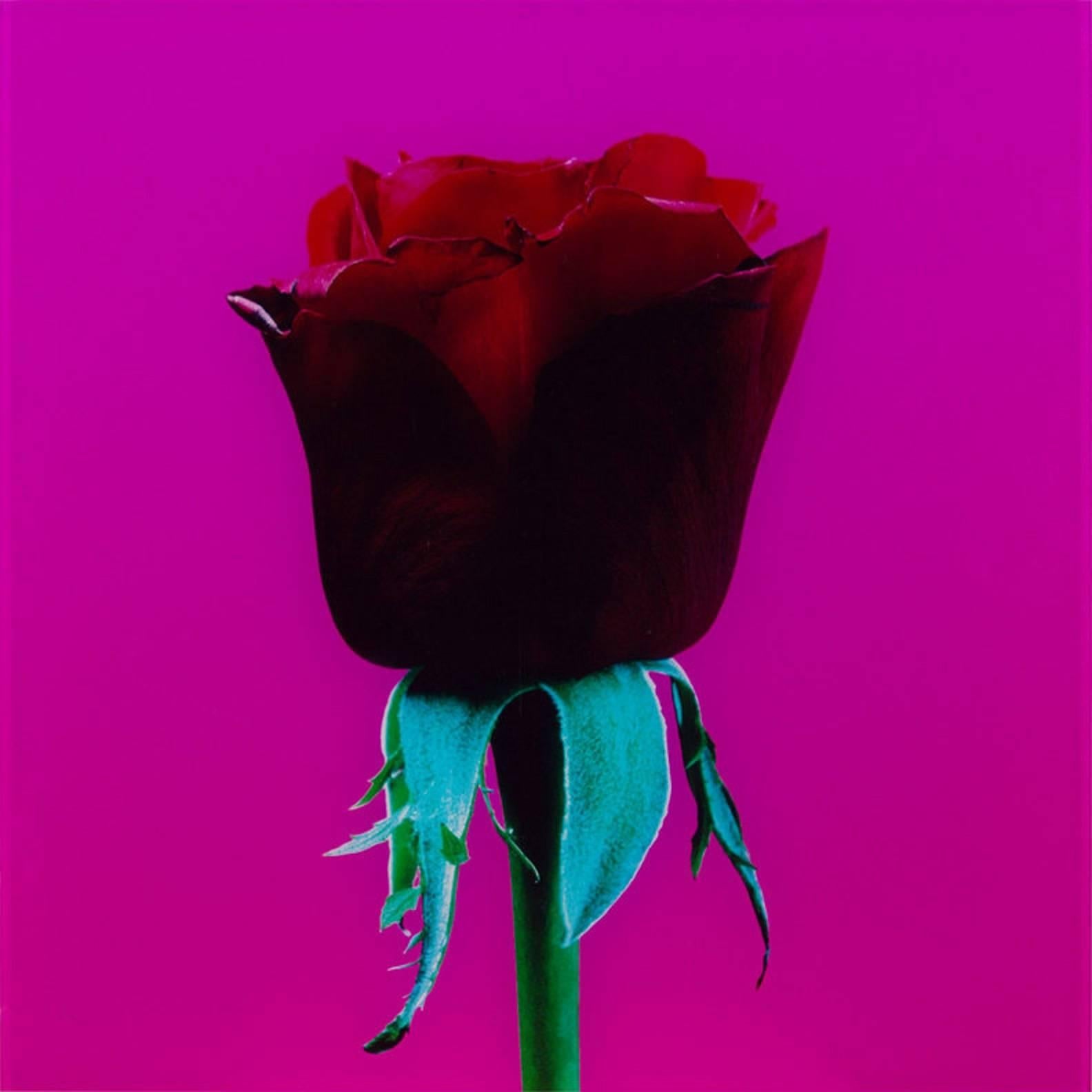 UNTITLED (RED ROSE) Elisabeth Montagnier Photograph Mounted to Aluminum For Sale 1