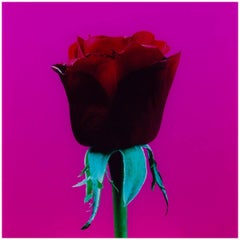 Retro UNTITLED (RED ROSE) Elisabeth Montagnier Photograph Mounted to Aluminum