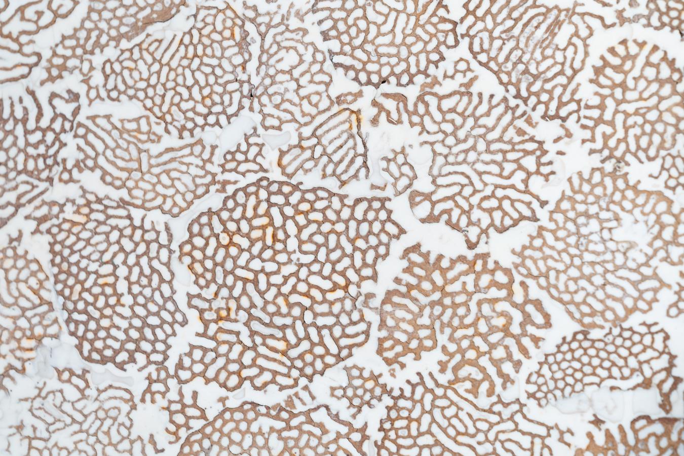 Elite Coffee Table with Termite and Resin Top – 1990s in vendita 4