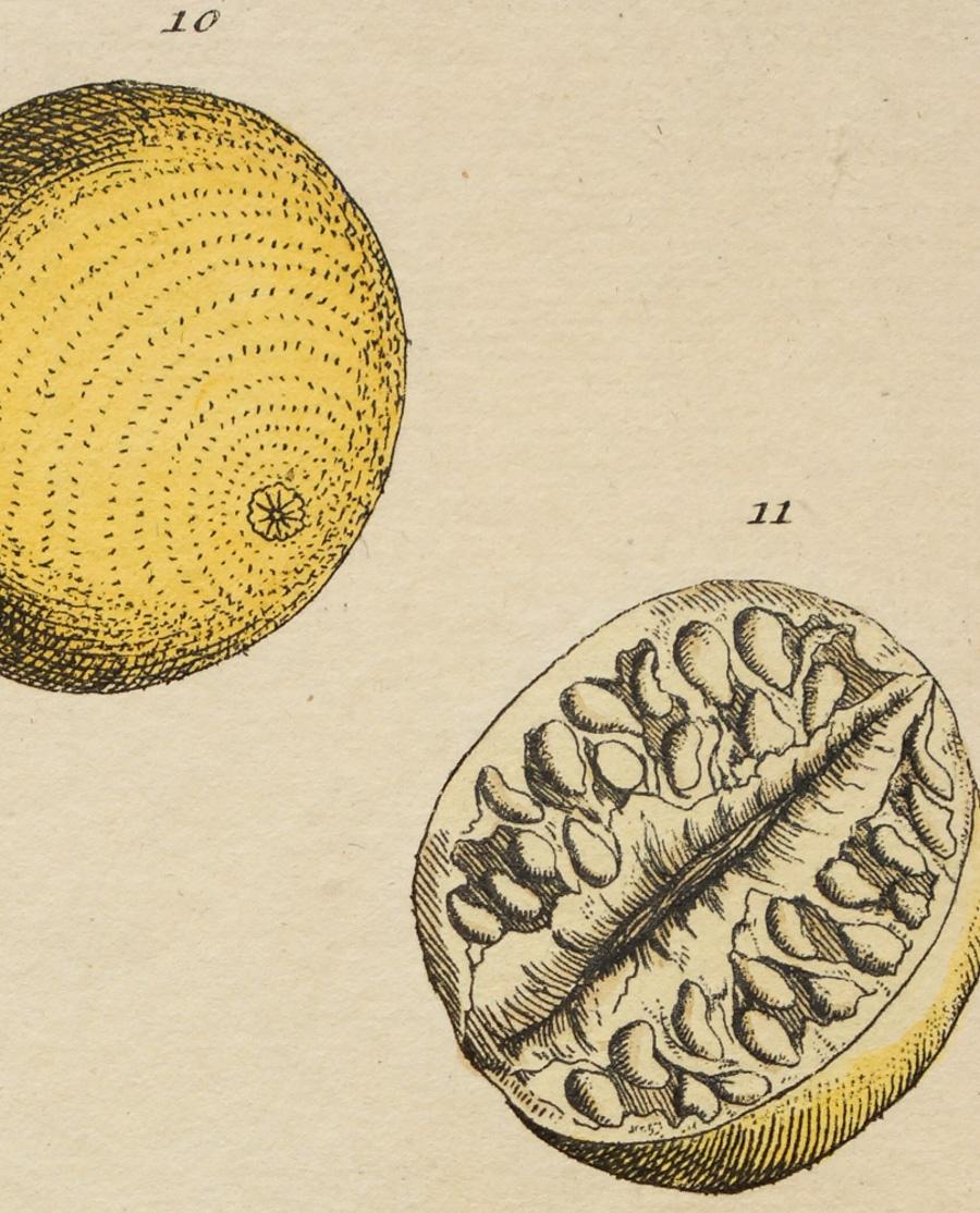 Colocynthis; Pl. 441 - Print by Elizabeth Blackwell