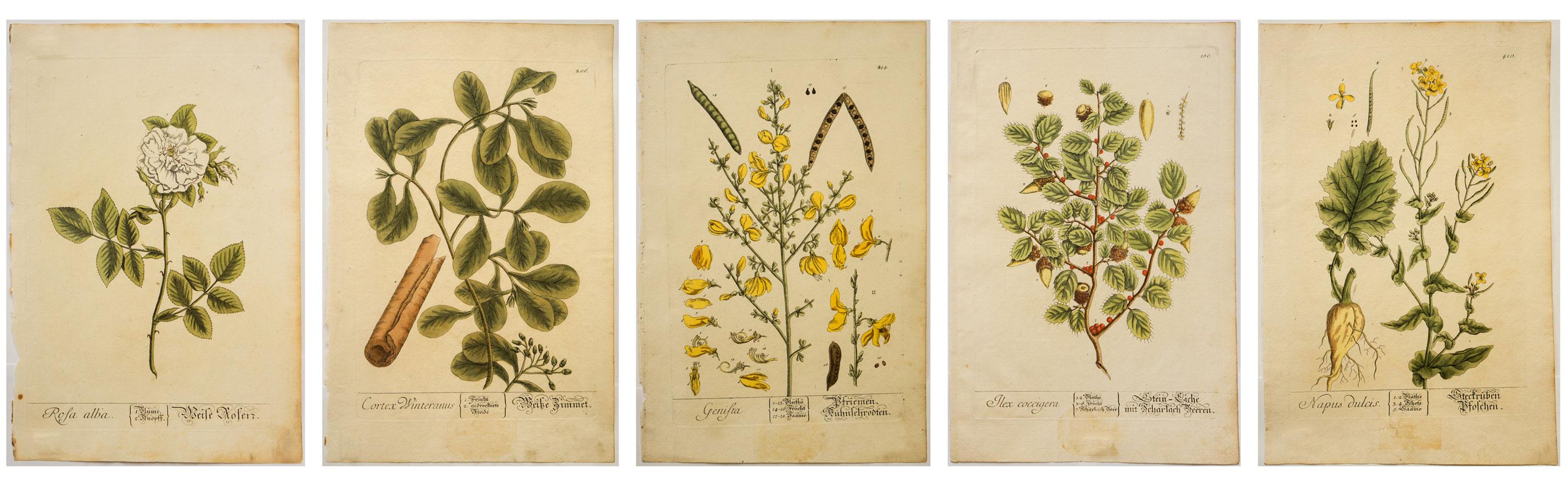 Hand-colored copper engraving on laid paper by Nikolaus Freidrich Eisenberger (1707-1771), after drawings by Scottish-born artist Mrs. Elizabeth Blackwell (1700-1758). Originally published by Samuel Harding in London in 1737-39 as A Curious Herbal: