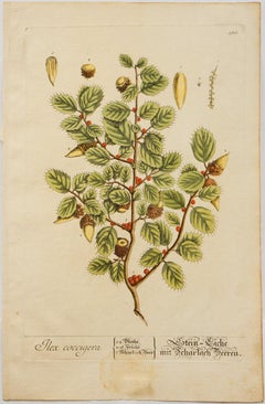 Ilex coccigera; Pl. 185