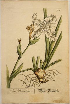 Iris Florentina; Pl. 414