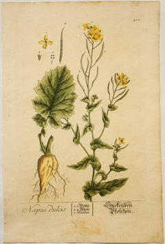 Napus dulcis; Pl. 410