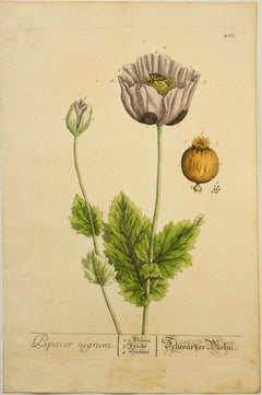 Papaver nigrum; Pl. 482