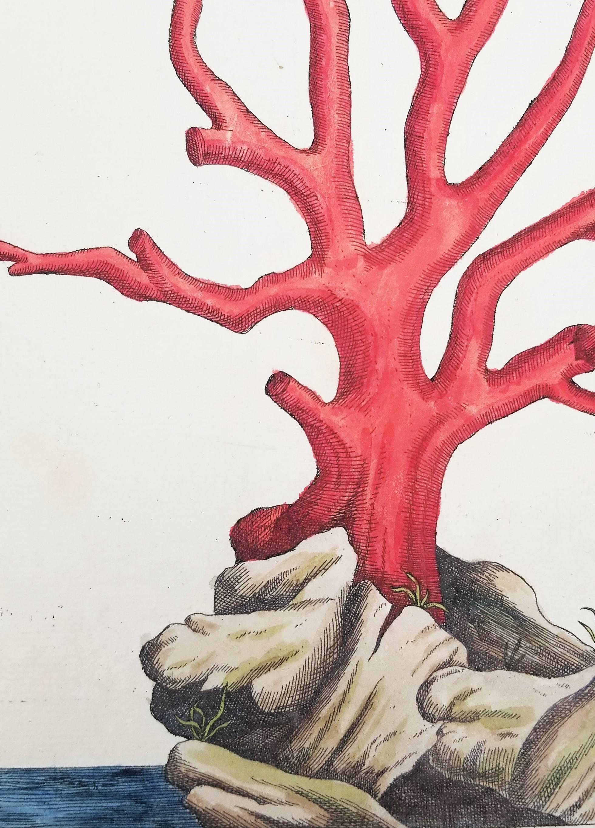 Corallo rosso (Corallium Rubrum) /// Elizabeth Blackwell, artista botanica femminile 9