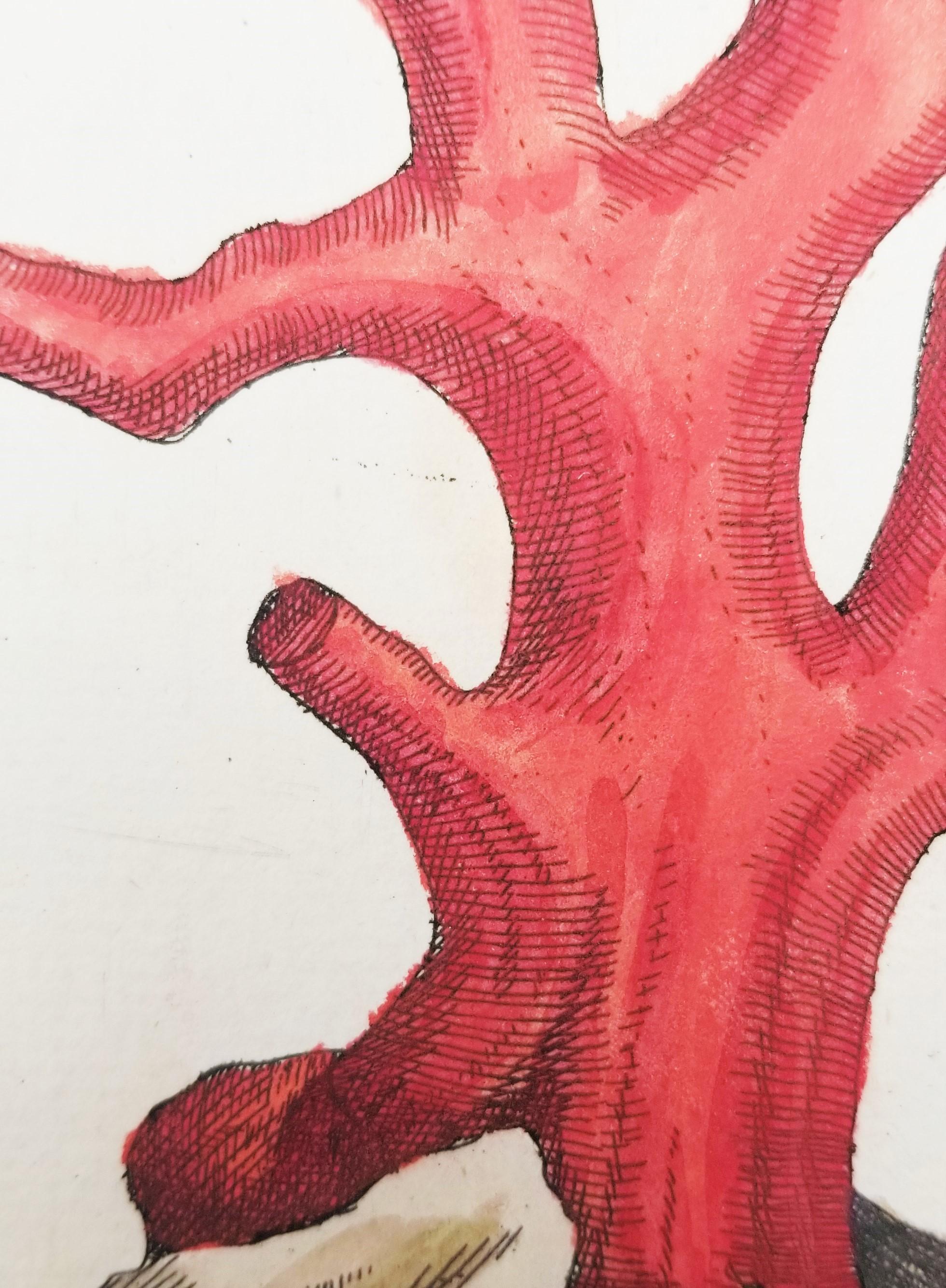 Corallo rosso (Corallium Rubrum) /// Elizabeth Blackwell, artista botanica femminile 10