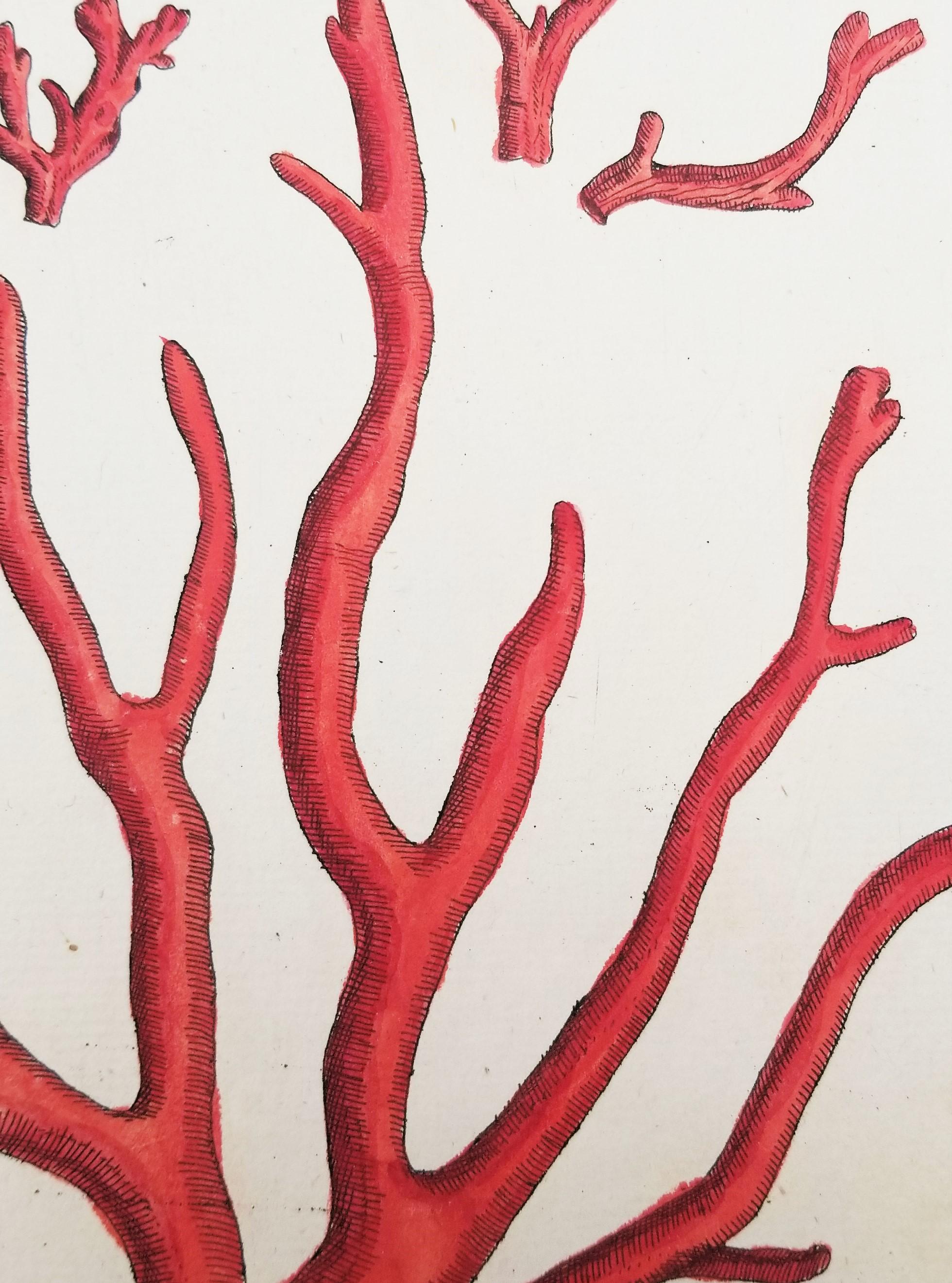 Corallo rosso (Corallium Rubrum) /// Elizabeth Blackwell, artista botanica femminile 11