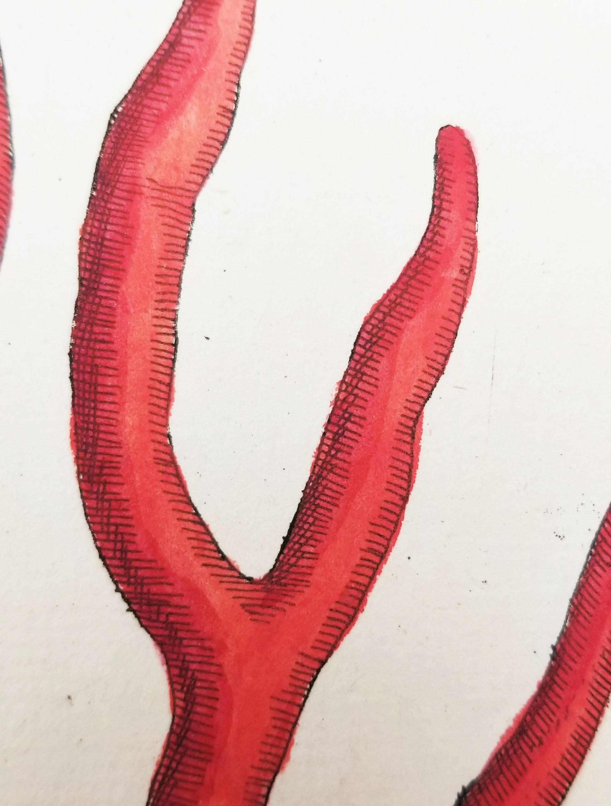 Corallo rosso (Corallium Rubrum) /// Elizabeth Blackwell, artista botanica femminile 12