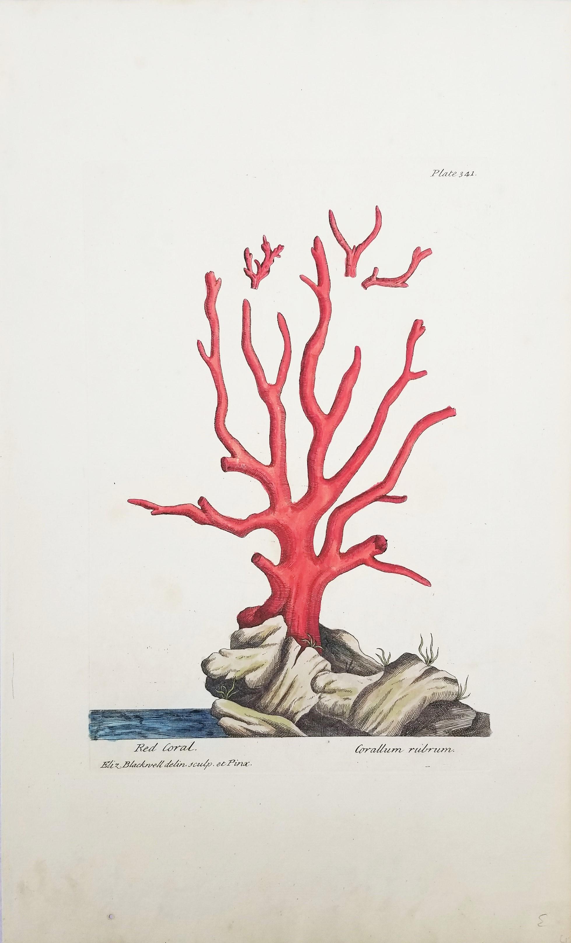 Corallo rosso (Corallium Rubrum) /// Elizabeth Blackwell, artista botanica femminile 1