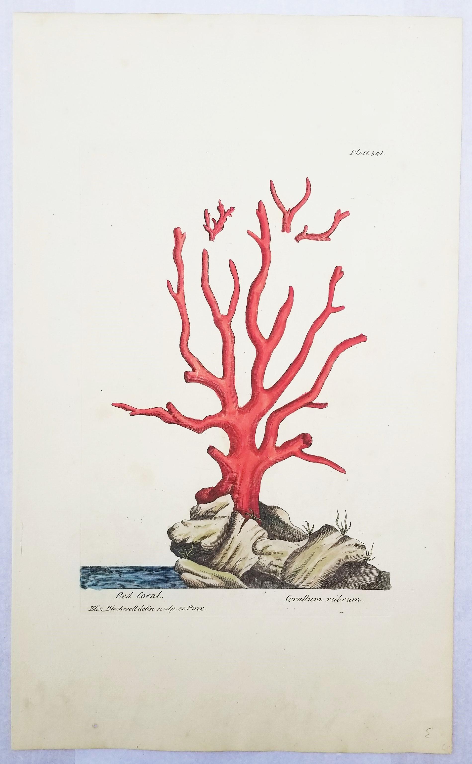 Corallo rosso (Corallium Rubrum) /// Elizabeth Blackwell, artista botanica femminile 2