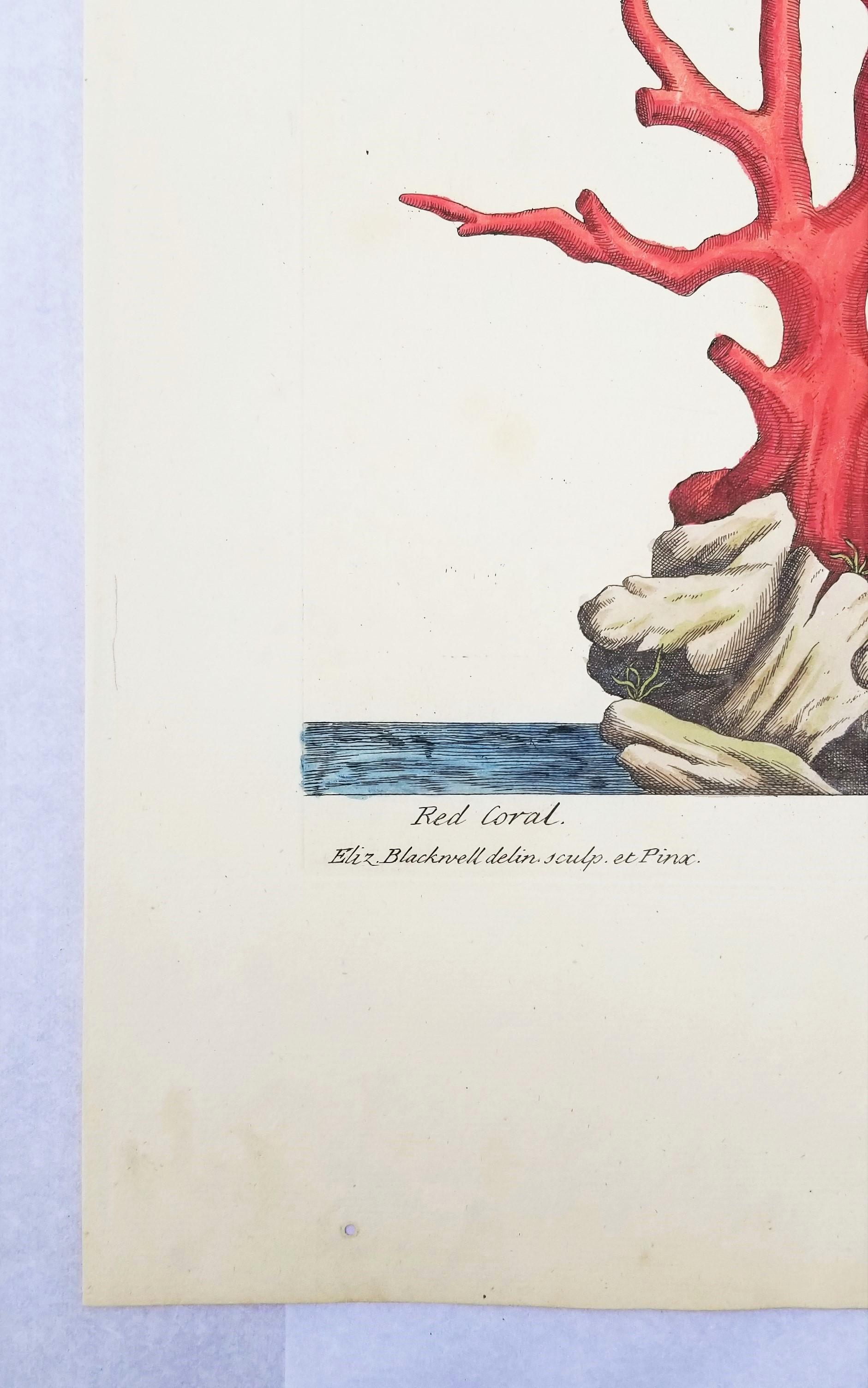 Corallo rosso (Corallium Rubrum) /// Elizabeth Blackwell, artista botanica femminile 3