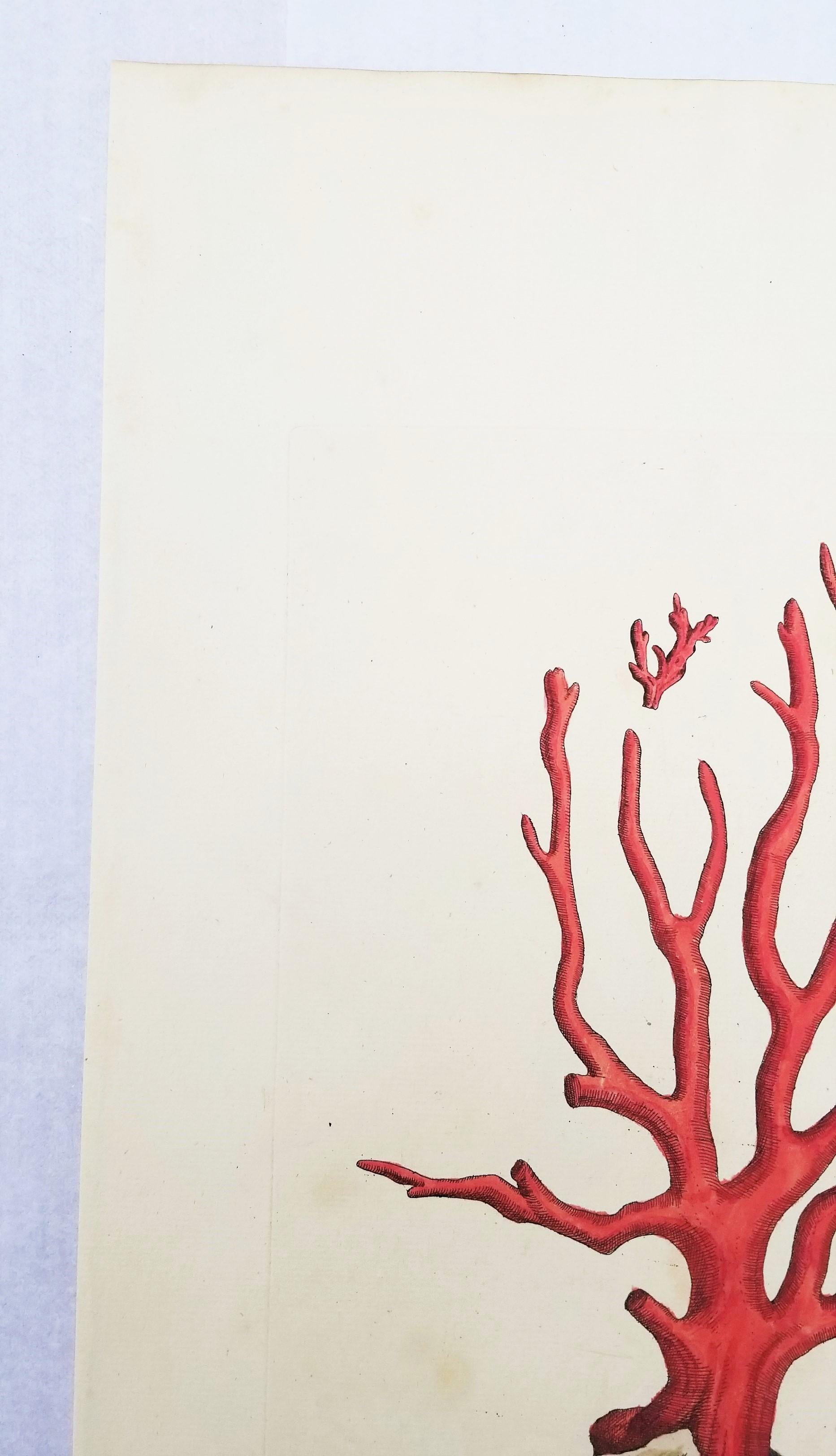 Corallo rosso (Corallium Rubrum) /// Elizabeth Blackwell, artista botanica femminile 4
