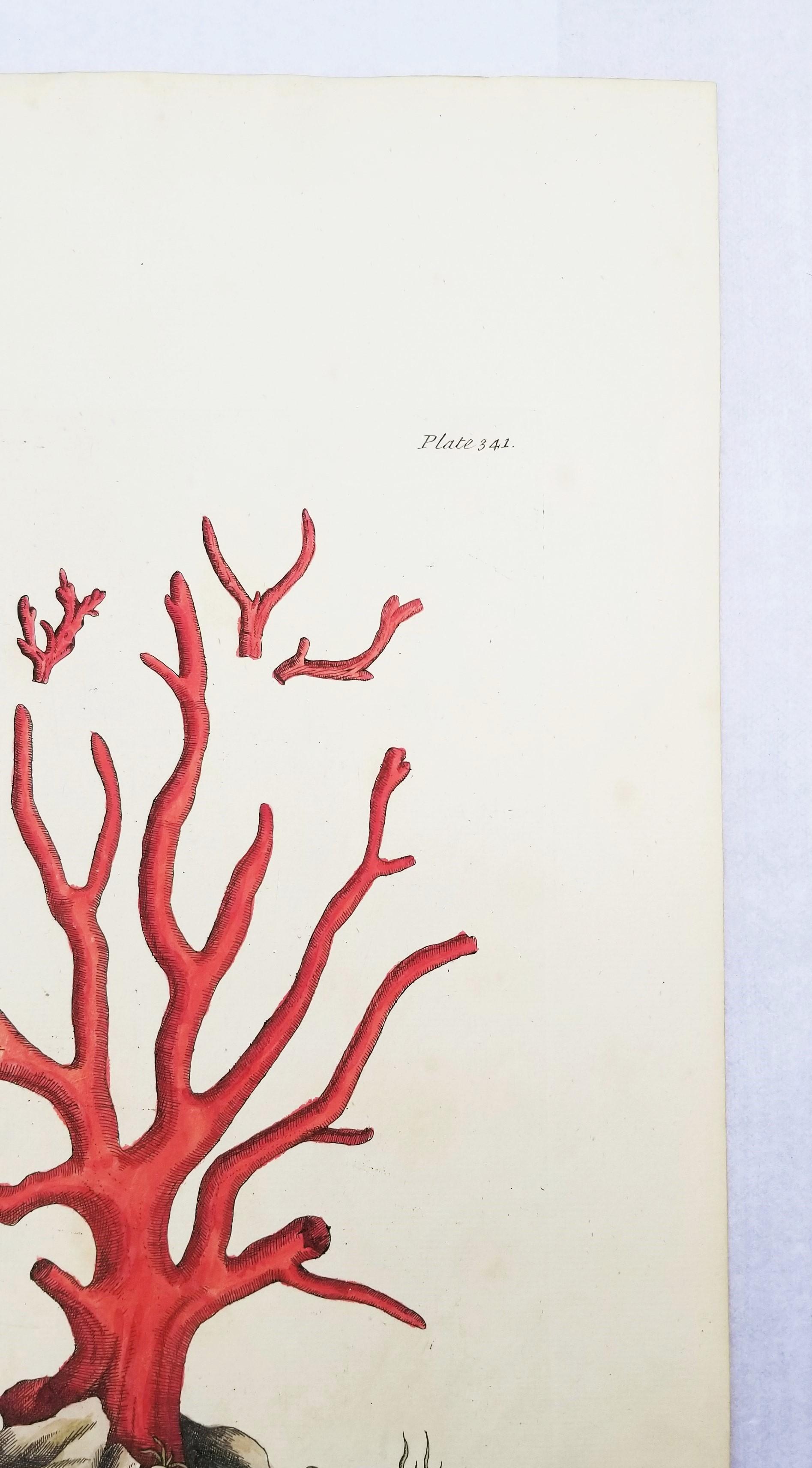 Corallo rosso (Corallium Rubrum) /// Elizabeth Blackwell, artista botanica femminile 5