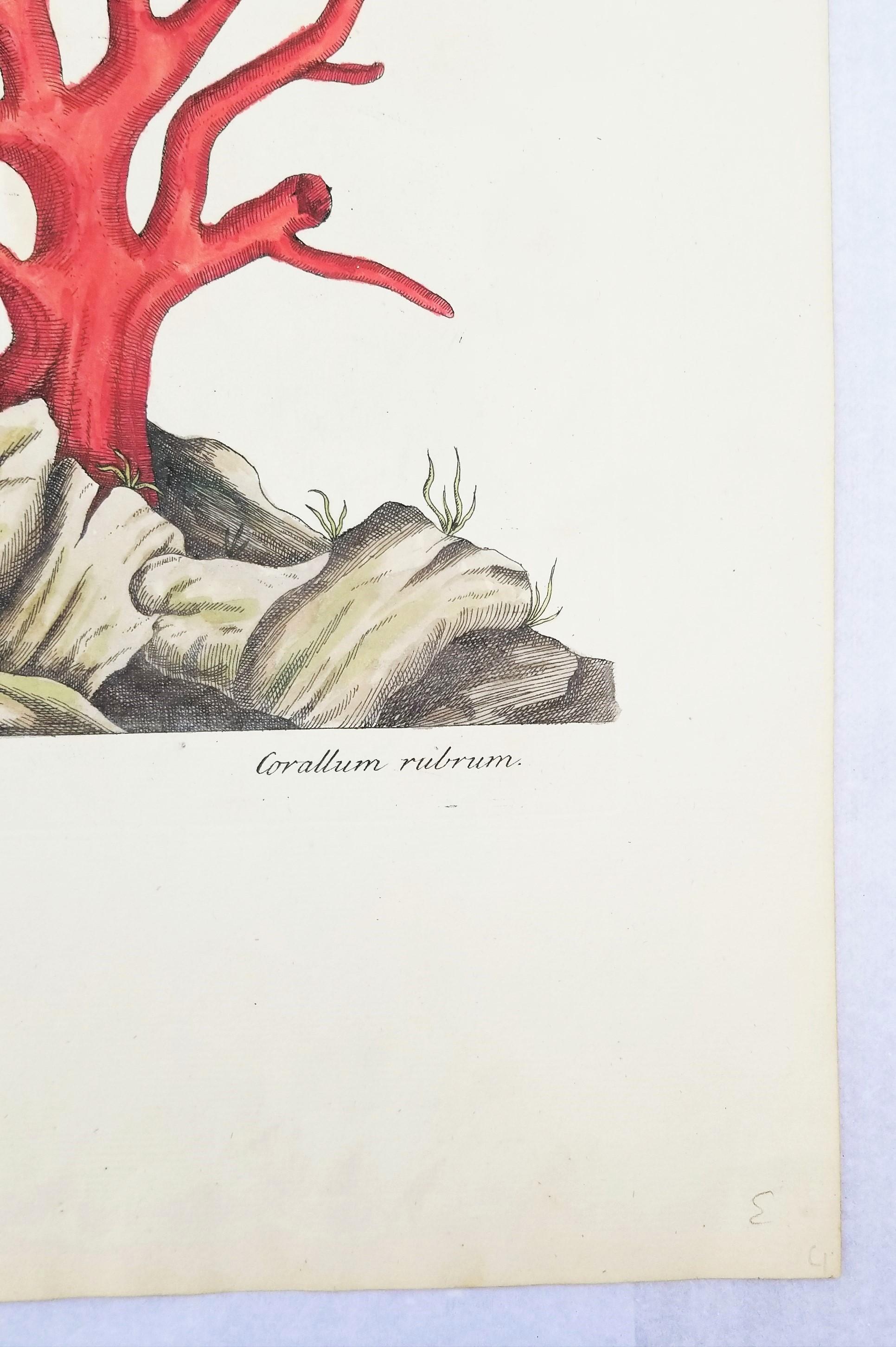 Corallo rosso (Corallium Rubrum) /// Elizabeth Blackwell, artista botanica femminile 6