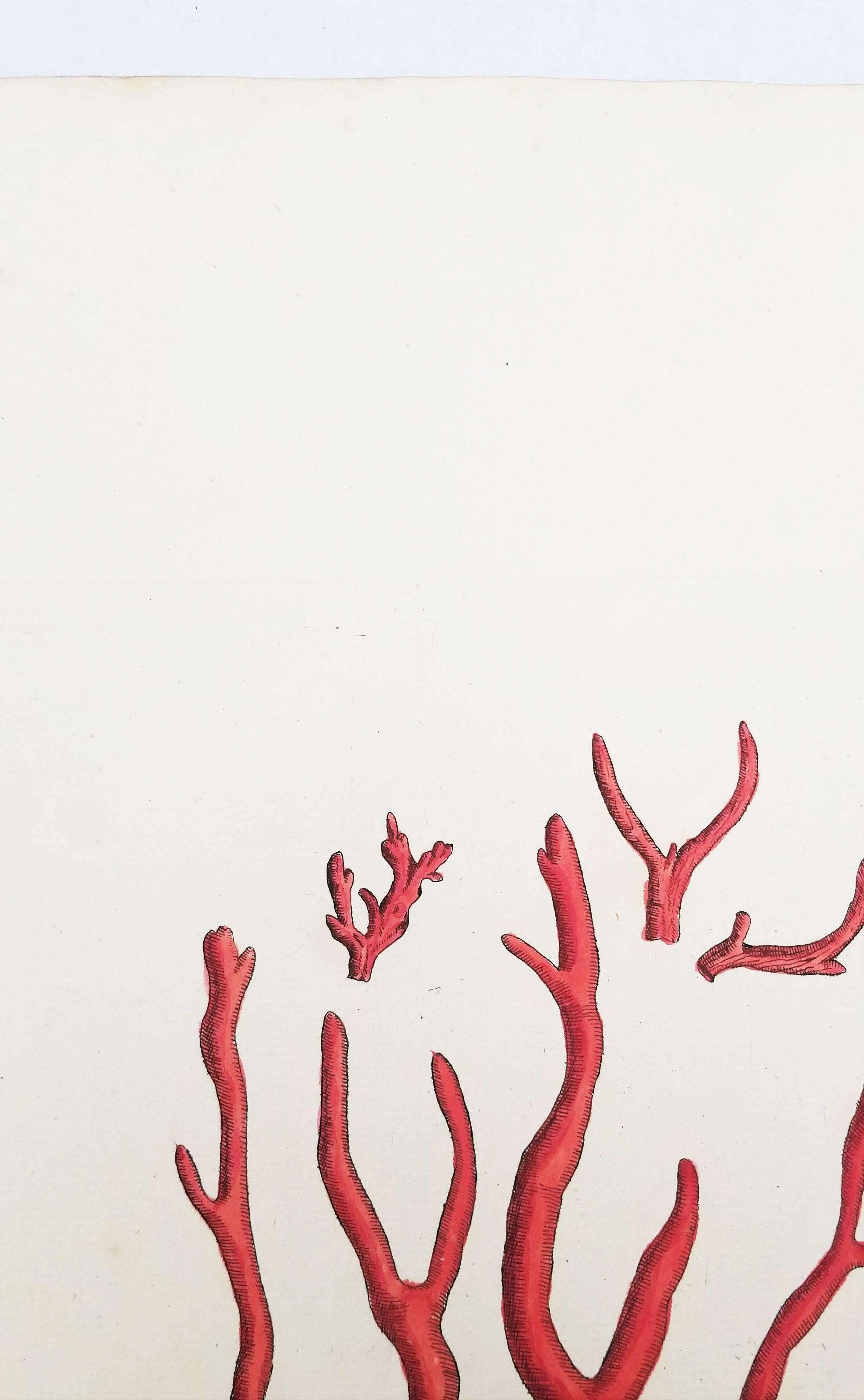 Corallo rosso (Corallium Rubrum) /// Elizabeth Blackwell, artista botanica femminile 7