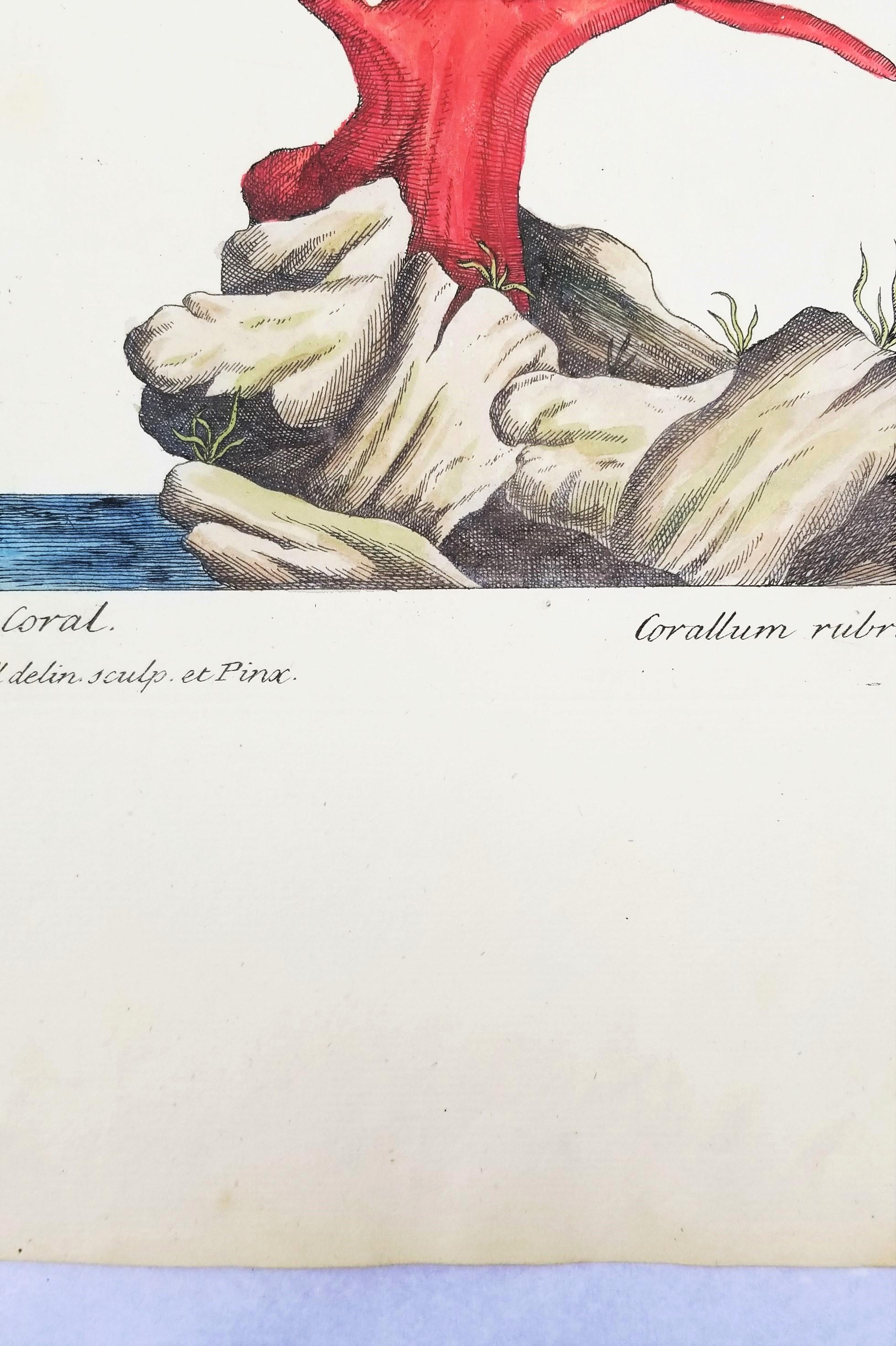 Corallo rosso (Corallium Rubrum) /// Elizabeth Blackwell, artista botanica femminile 8