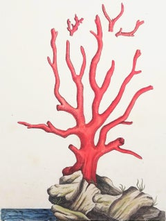 Rote Koralle (Corallium Rubrum) /// Elizabeth Blackwell, weibliche botanische Künstlerin, Kunst