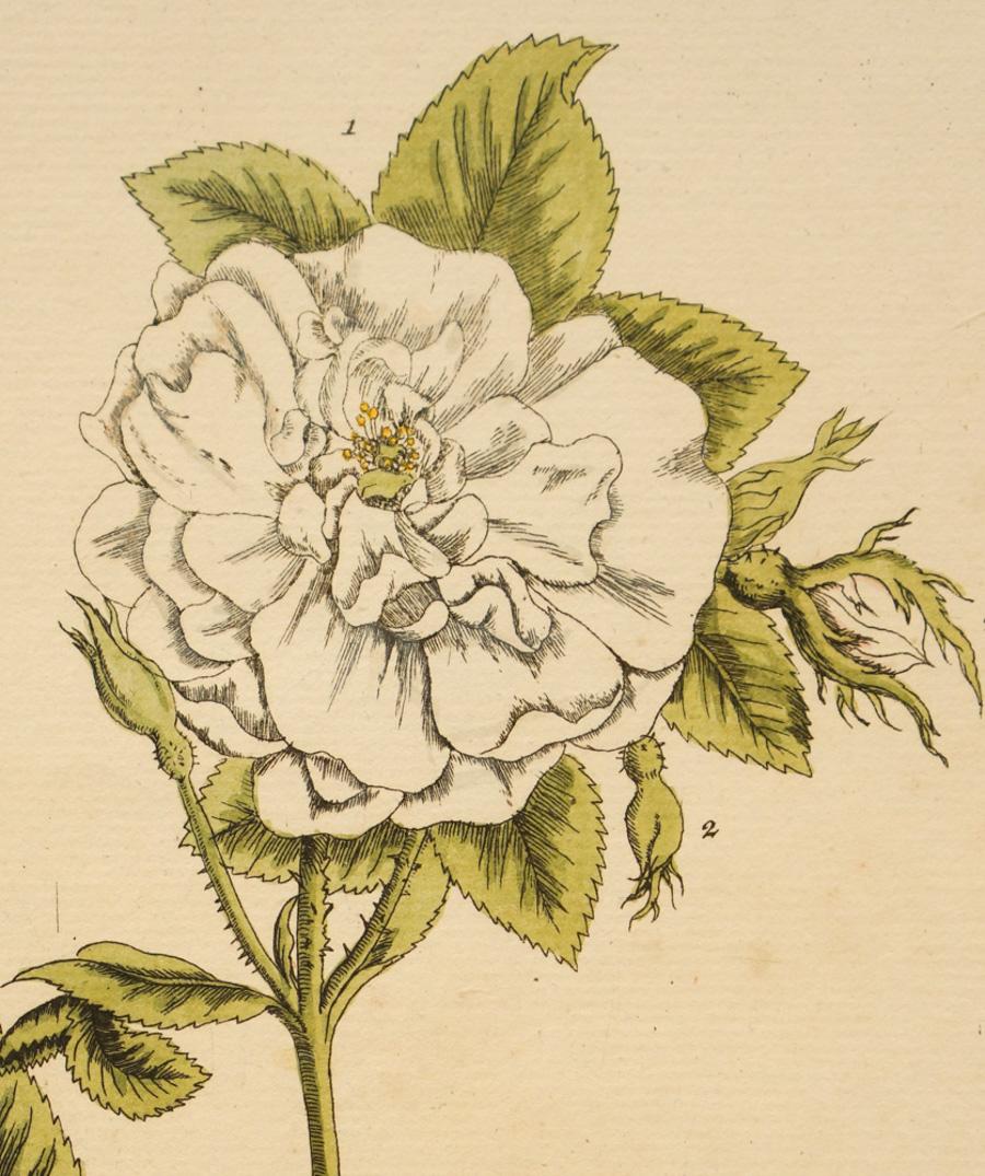 Rosa alba; Pl. 73 - Print by Elizabeth Blackwell