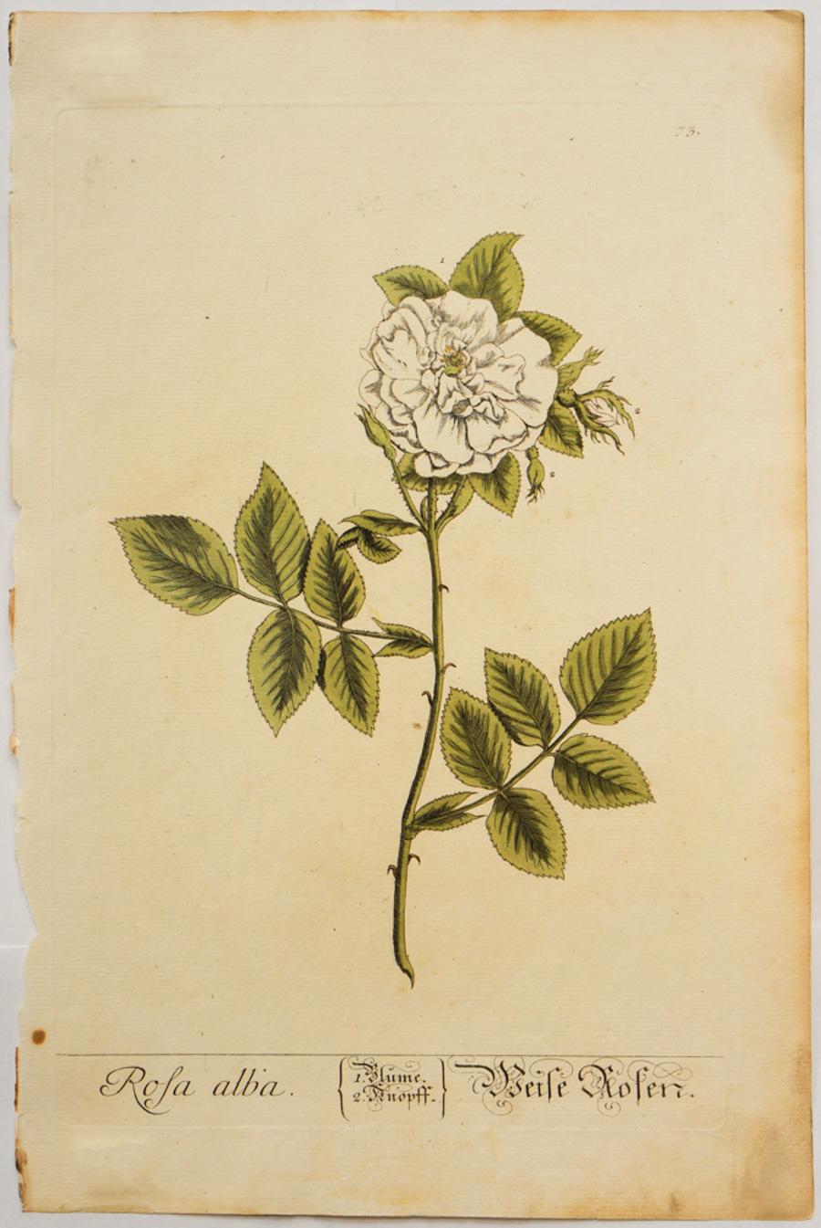 Elizabeth Blackwell Still-Life Print - Rosa alba; Pl. 73