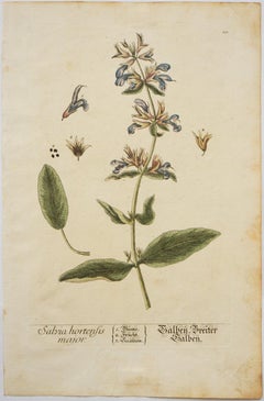 Sabvia hortensis major; Pl. 10