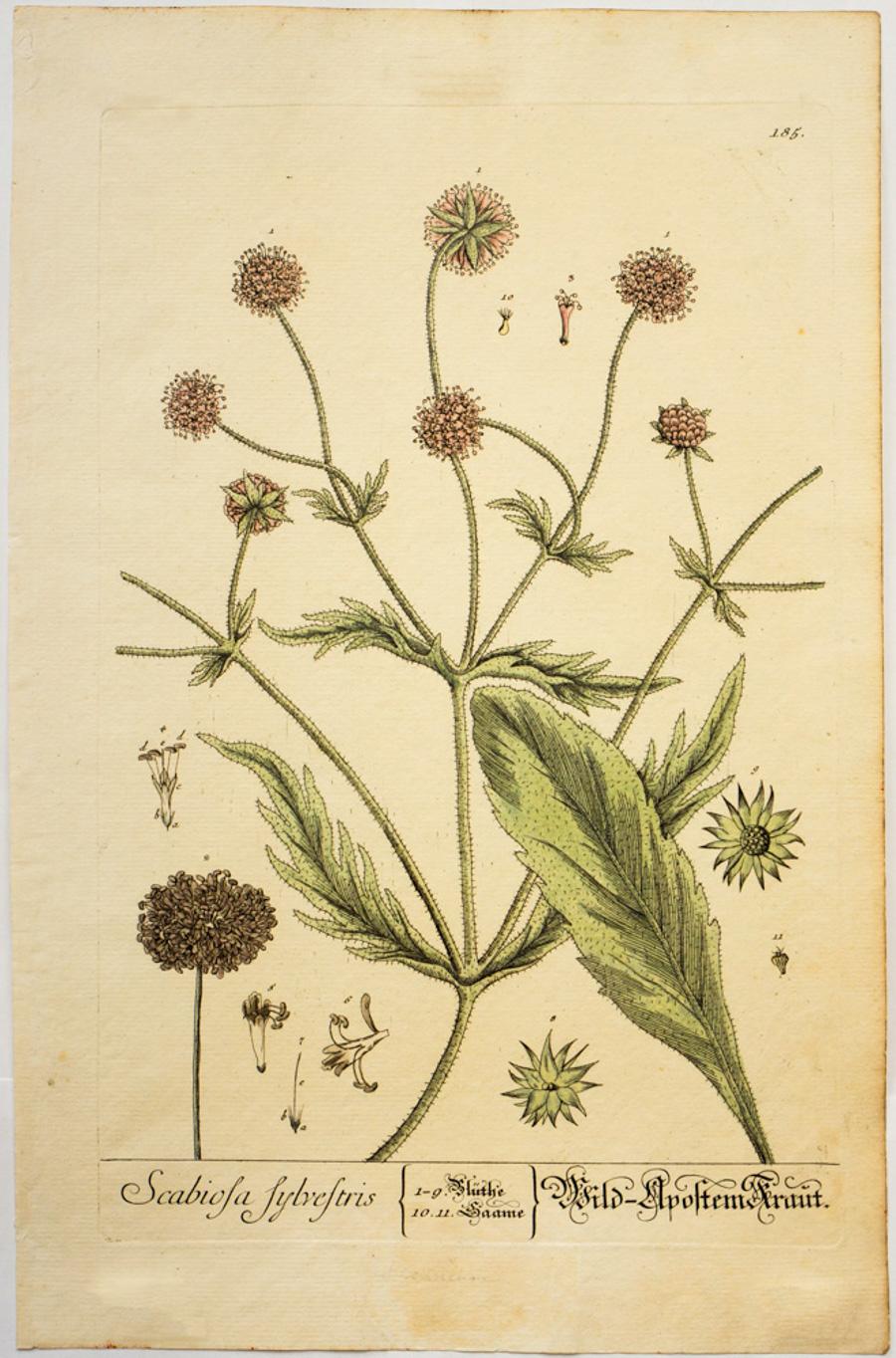 Scabiols sylvestris; Pl. 185 - Print by Elizabeth Blackwell