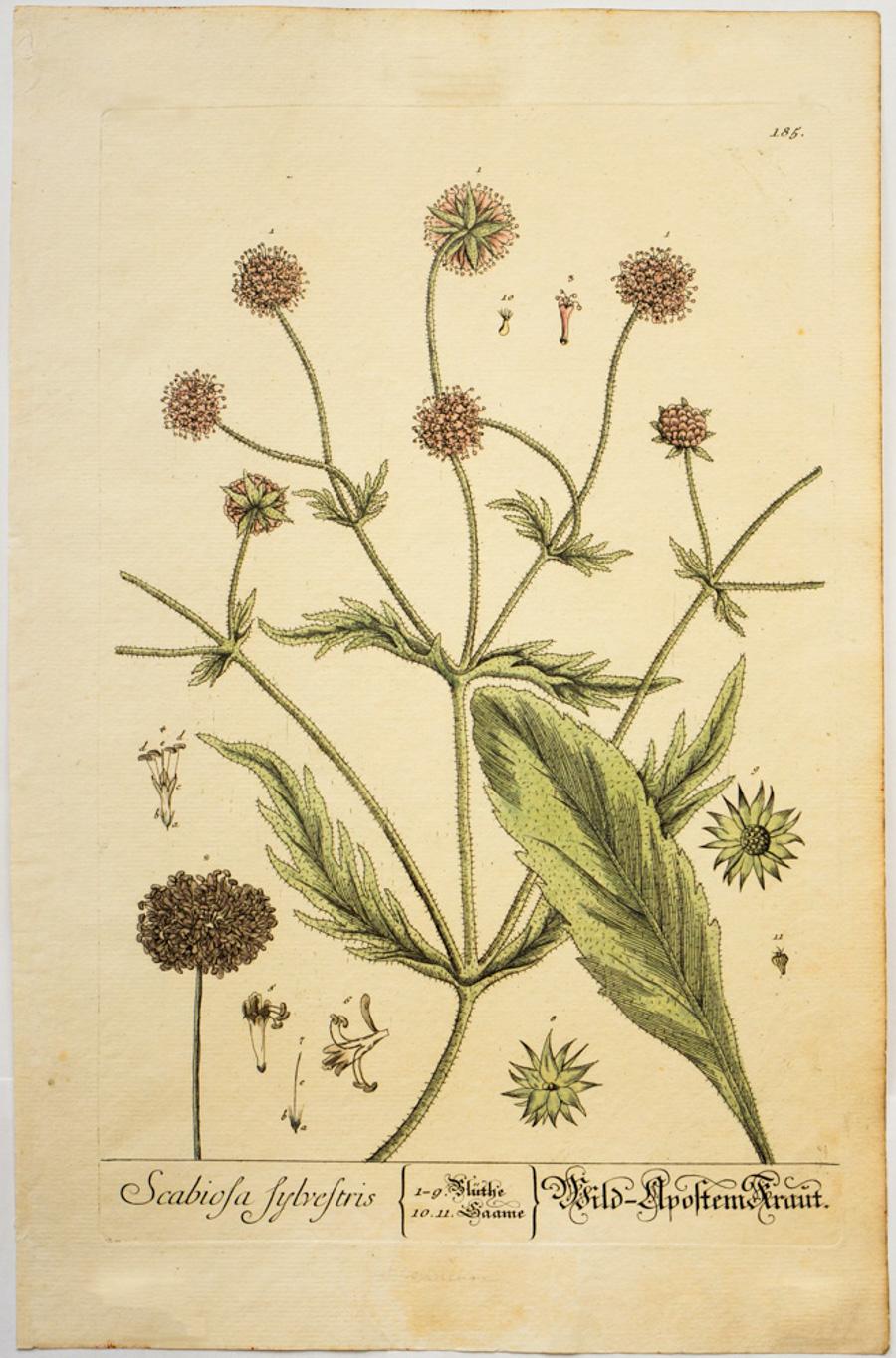 Elizabeth Blackwell Still-Life Print - Scabiols sylvestris; Pl. 185