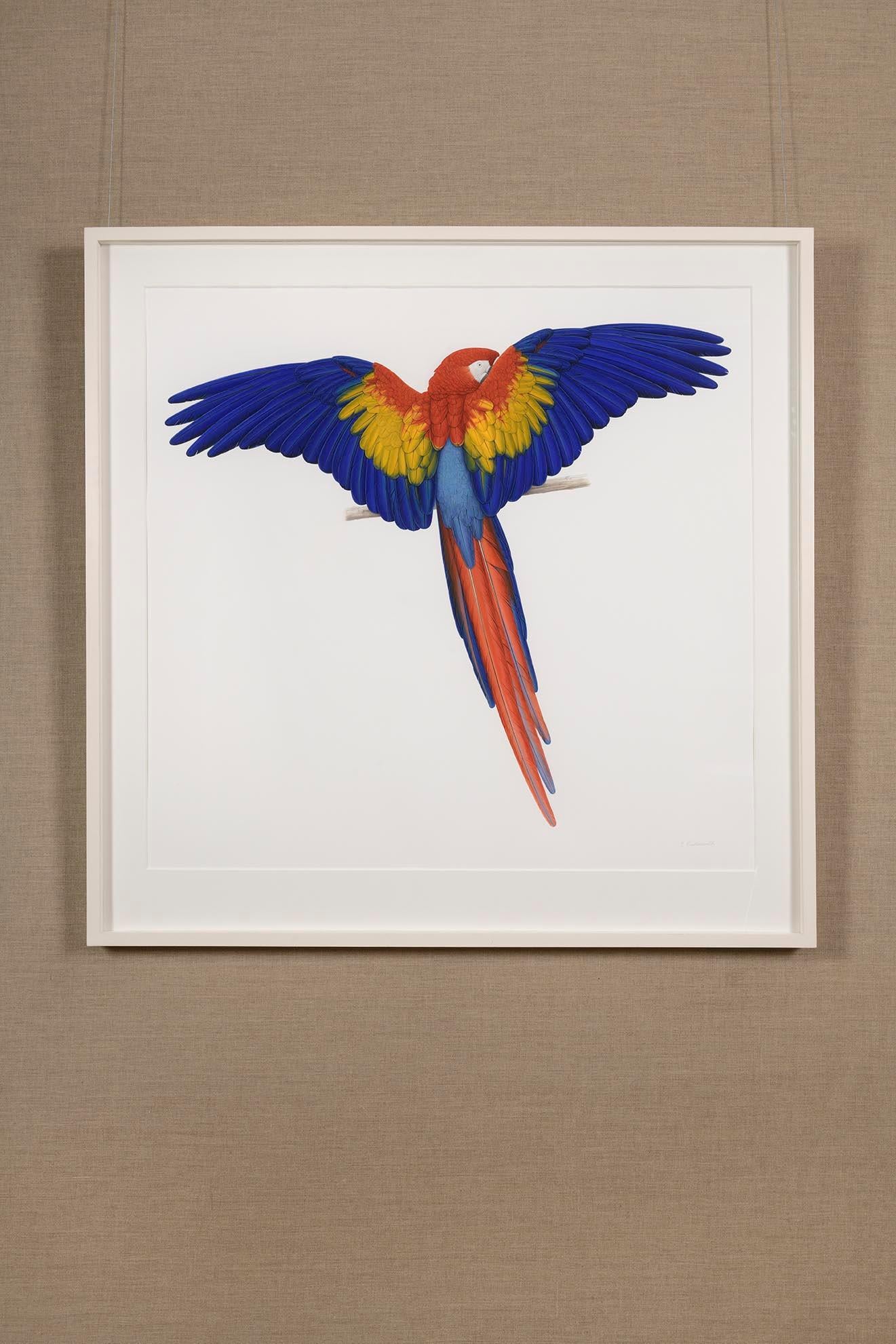 Scarlet Macaw - Painting by Elizabeth Butterworth