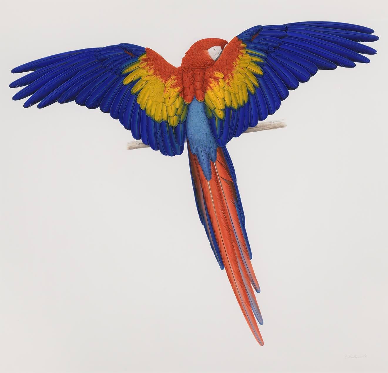 Elizabeth Butterworth Animal Painting - Scarlet Macaw