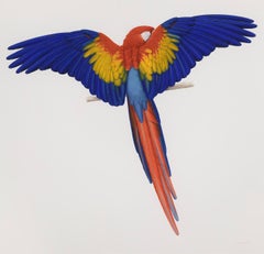 Scarlet Macaw