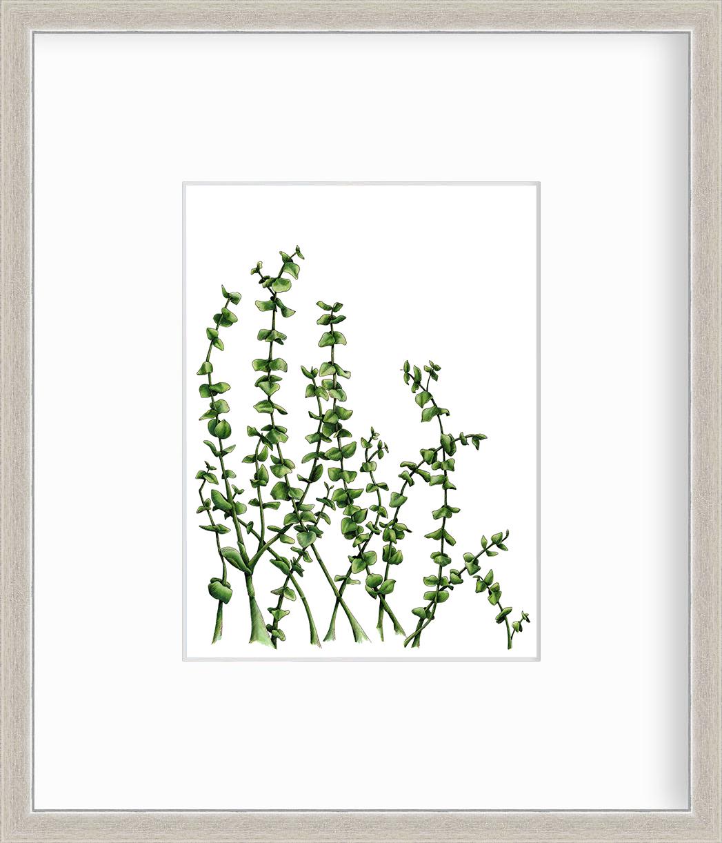 This limited edition botanical print by Elizabeth Iadicicco captures wild eucalyptus leaves on a minimalist white background. This print is an edition size of 25. Printed on premium fine art paper, this print ships matted and framed in a