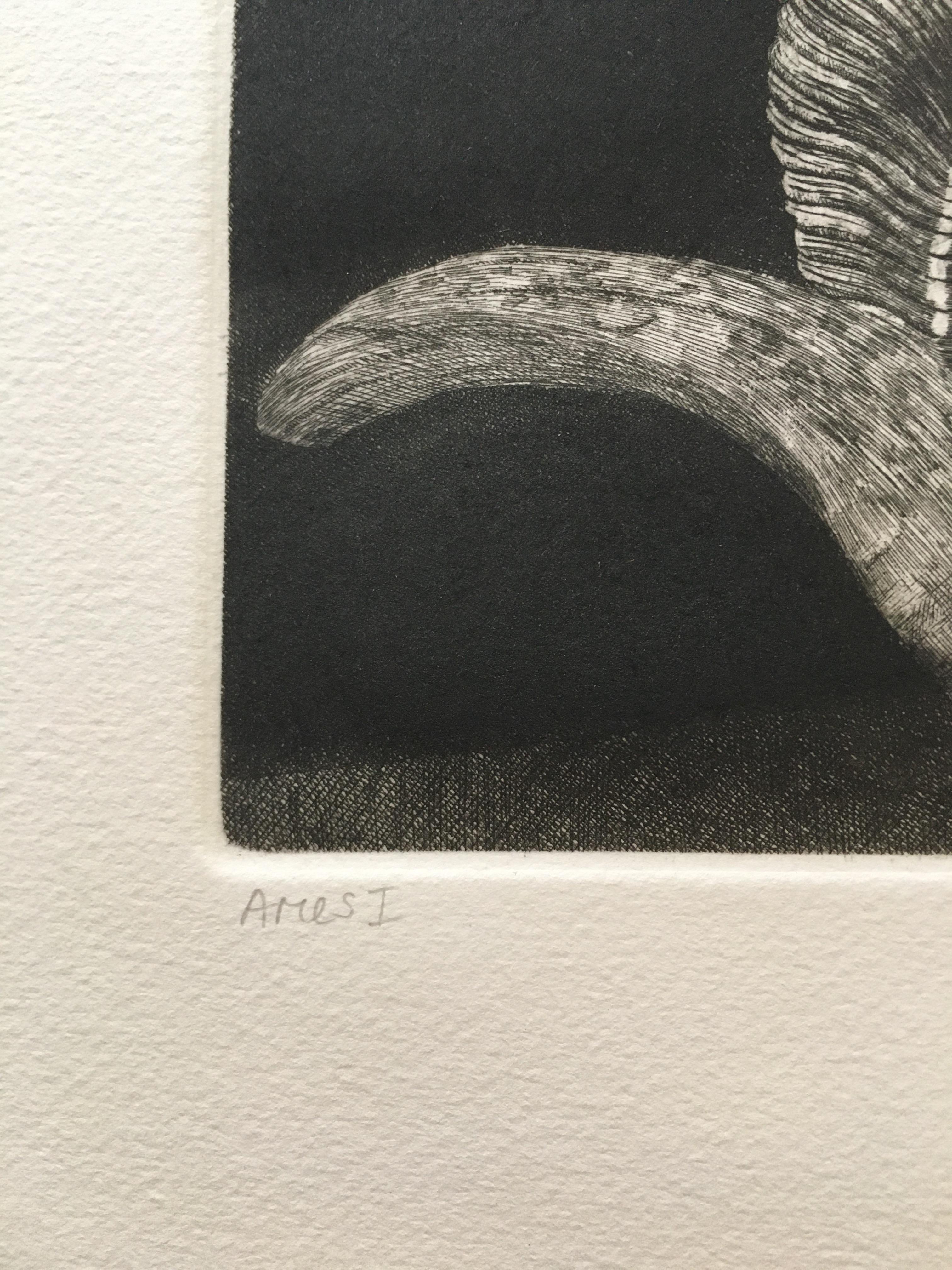 Elizabeth Quandt (1922 - 1994)
Aries I, 1978
Etching on Arches paper
Singed and dated in pencil, lower right
Edition IX/L (9/50)
With artist's embossed stamp to lower center
Image 5in x 11in: Sheet 22 1/4in H x 18in L. Unframed.
The ram's skull
