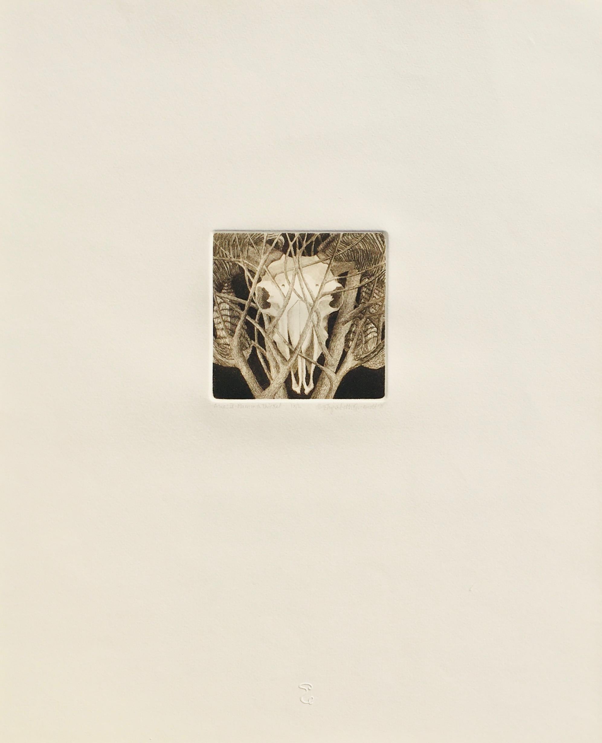 Elizabeth Quandt 'Aries IV' Limited Edition, Signed Etching of Ram's Head For Sale 2