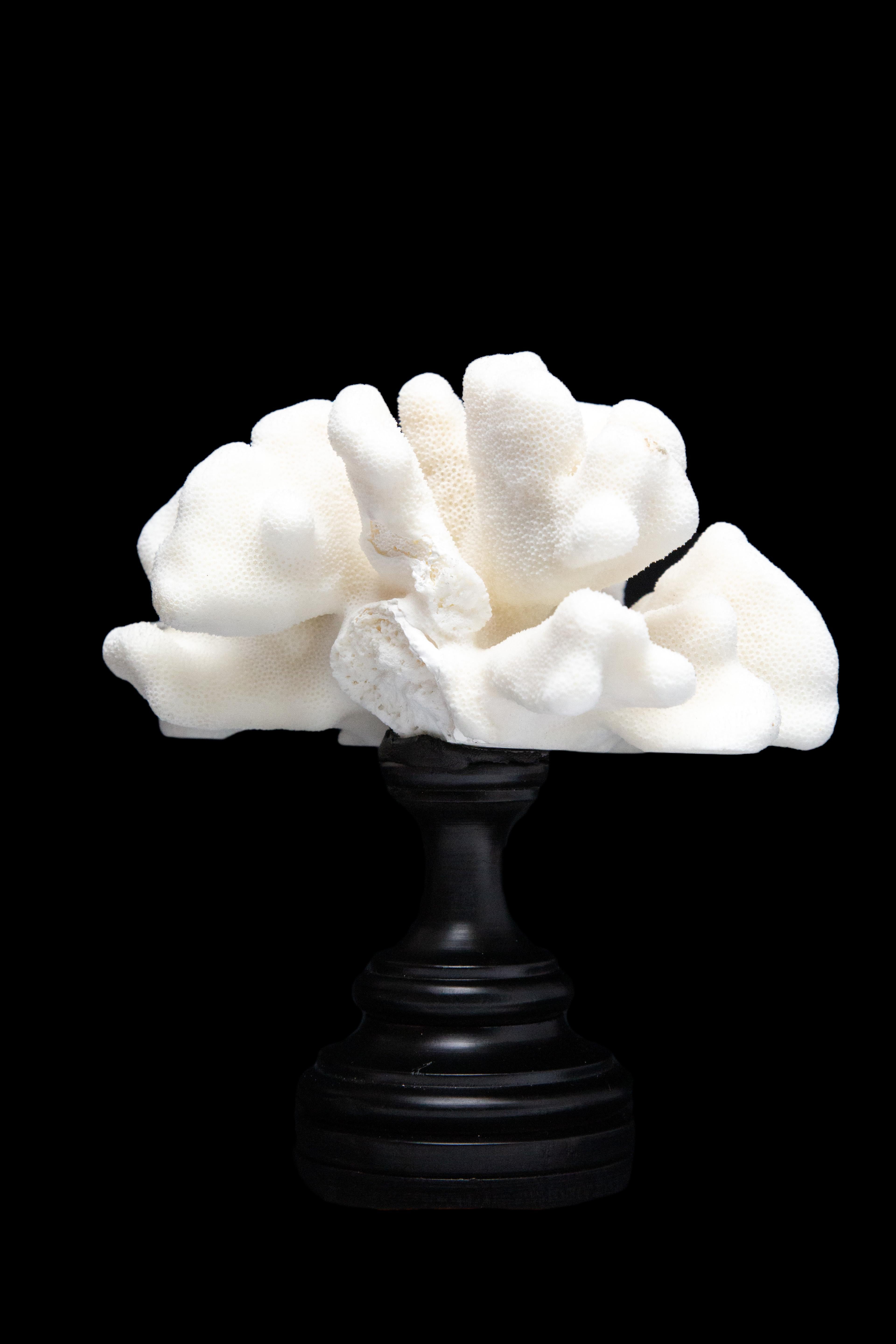 Contemporary Elk Horn Coral, Mounted