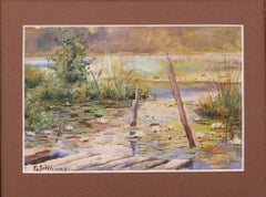 Nenúfares blancos en un estanque