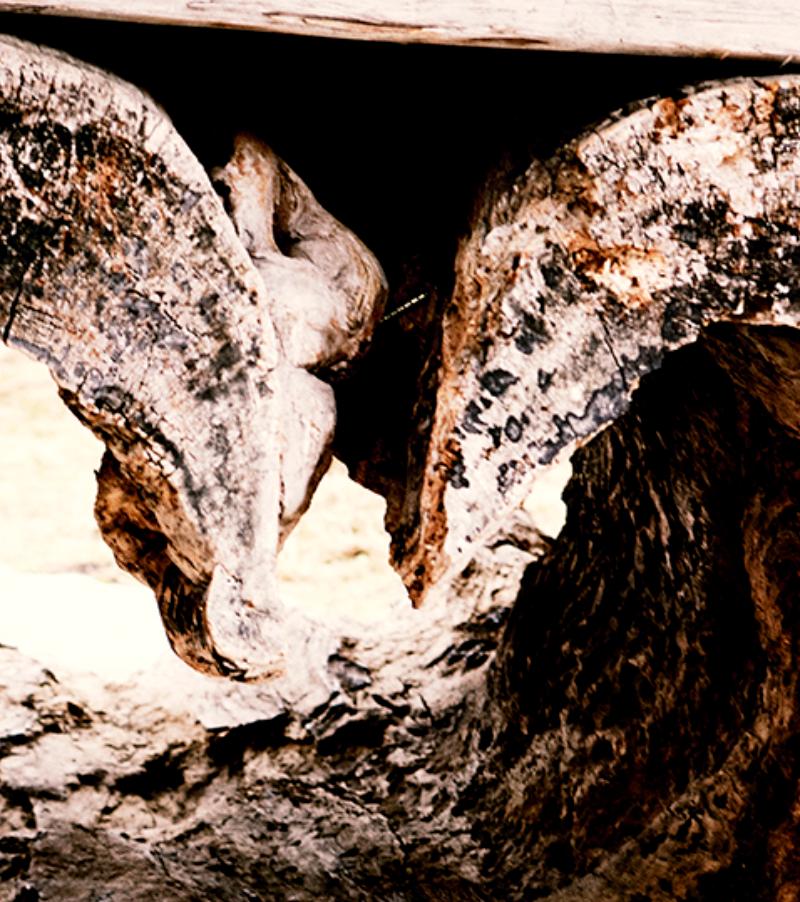 Tree of Love – Akt in einer herzförmigen Baumtruhe, Kunstfotografie, 2015 im Angebot 1