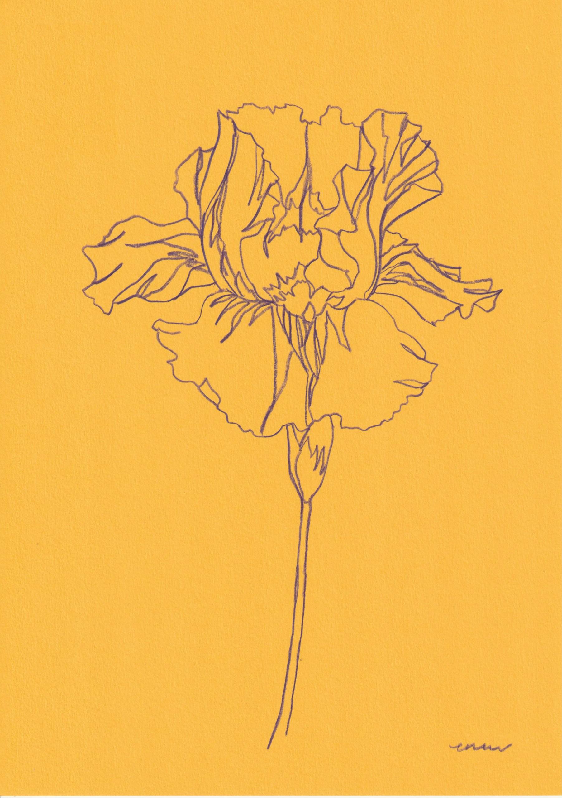 Clematis 4, Iris 4 et Iris 5, peinture originale, Fleurs, Nature, Spring art  en vente 1