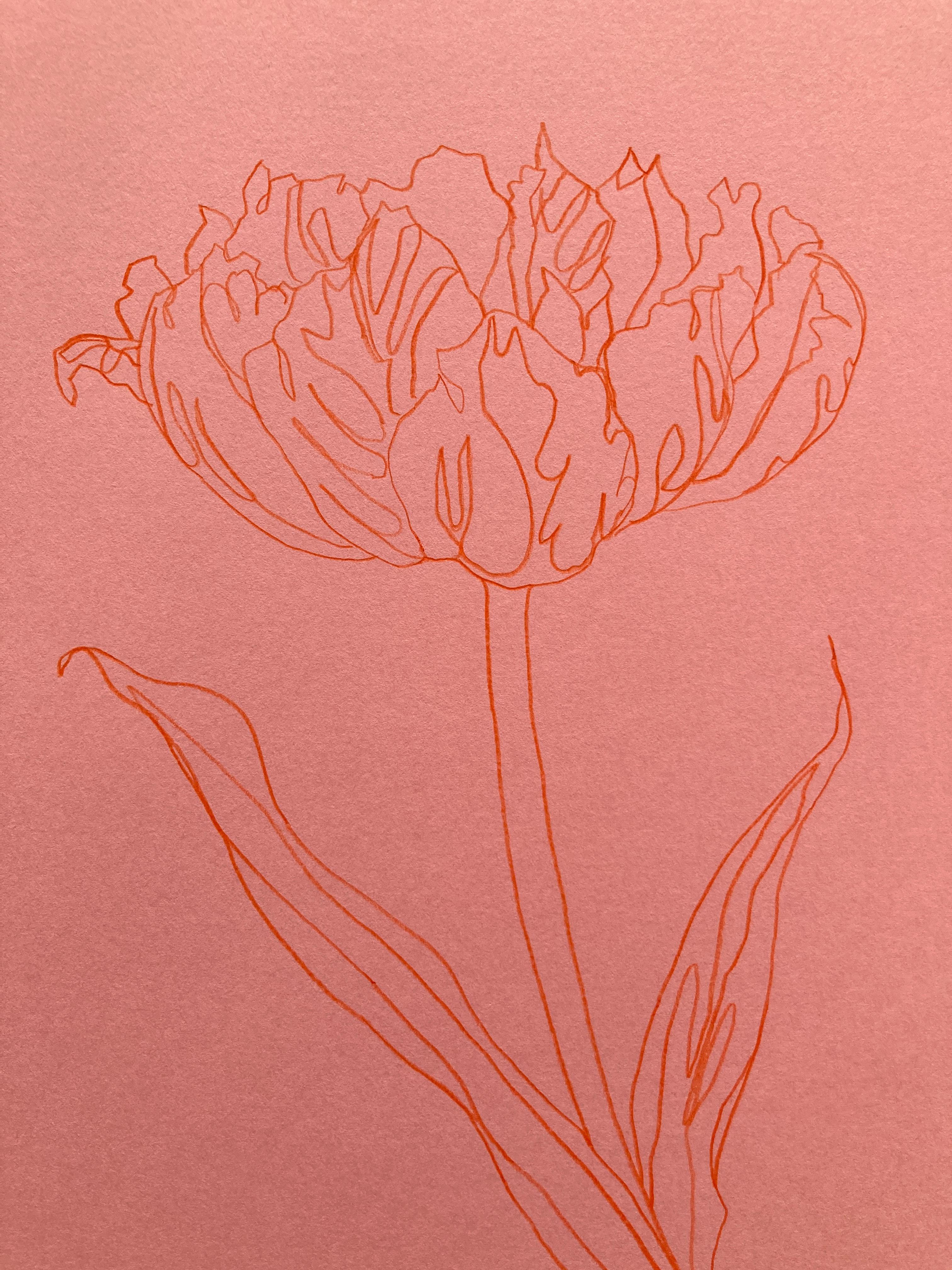 Ce dessin fait partie d'une série de dessins botaniques au trait représentant les fleurs saisonnières des jardins anglais et de la campagne.

INFORMATIONS COMPLÉMENTAIRES :
Crayon de couleur sur papier
Vendu sans cadre
Signé par l'artiste. 

Taille