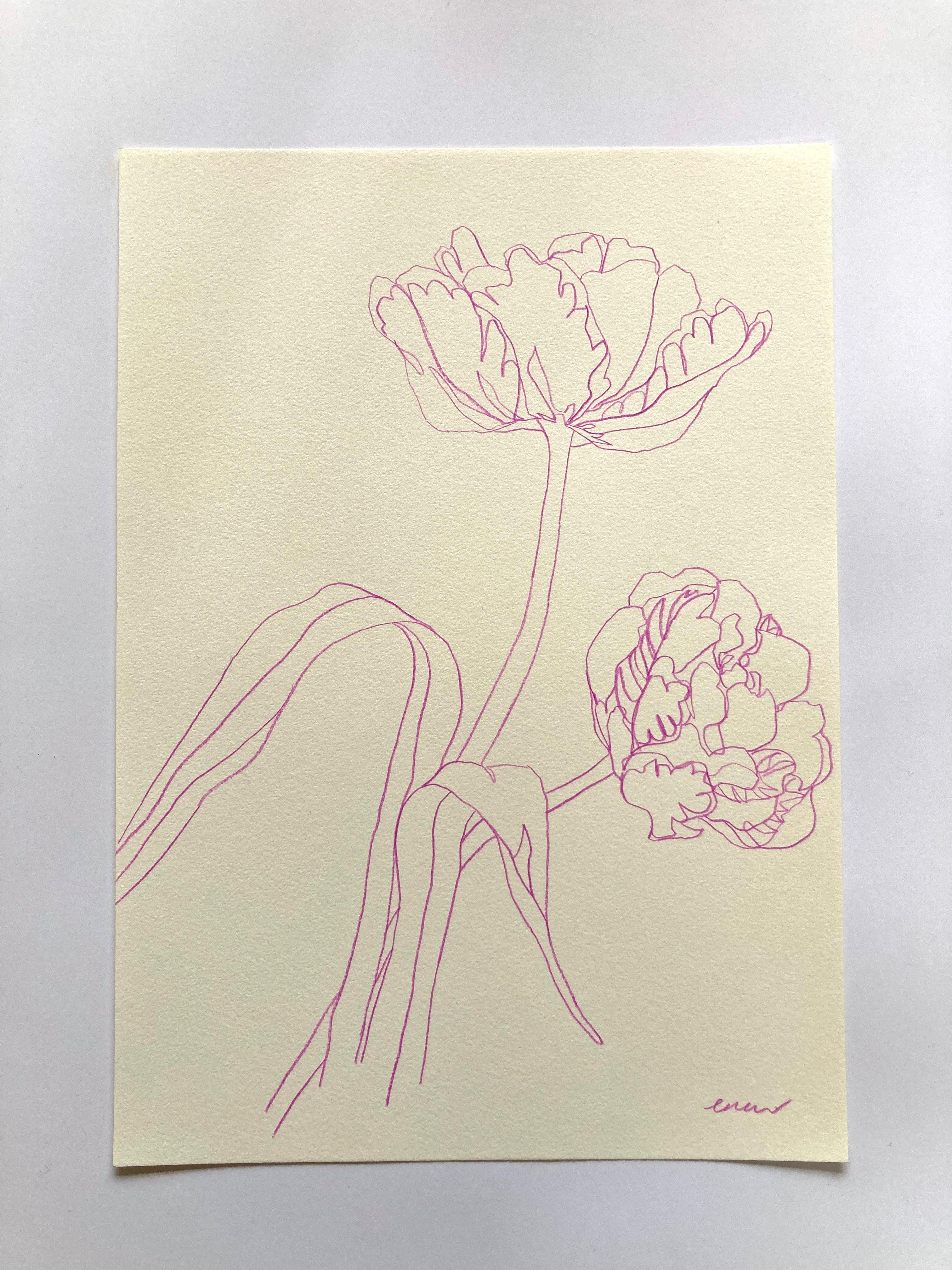 Ce dessin fait partie d'une série de dessins botaniques au trait représentant les fleurs saisonnières des jardins anglais et de la campagne.

INFORMATIONS COMPLÉMENTAIRES :
Crayon de couleur sur papier
Vendu sans cadre

Taille de l'image : 
Hauteur