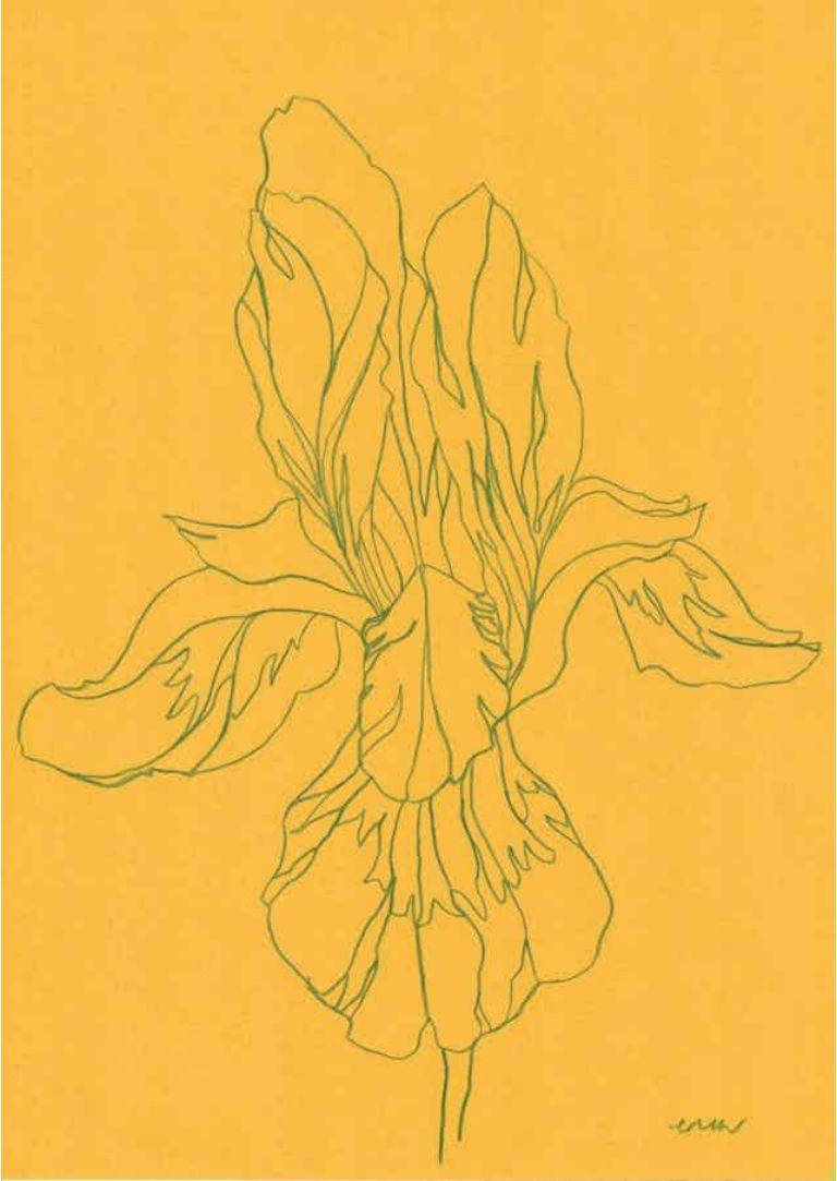 Iris VIII, Original Bleistift auf Papier, Blume, Blumenmuster, Frühling  (Orange), Landscape Print, von Ellen Williams