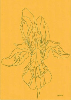 Iris VIII, Lápiz original sobre papel, Flor, Floral, Primavera
