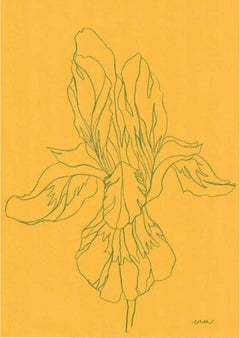 Iris VIII, Original Bleistift auf Papier, Blume, Blumenmuster, Frühling 