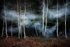 Between the Trees 2 - Ellie Davies, Smoke, Mist, Forests, Woodlands, Natural