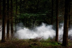 Between the Trees 10, 2014 - Photographie numérique de type C en édition limitée