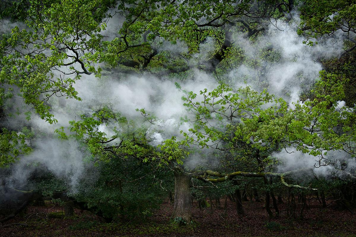 Between the Trees 12 - Ellie Davies, Landschaften, Natur, Pflanzen, Träume, Wald
