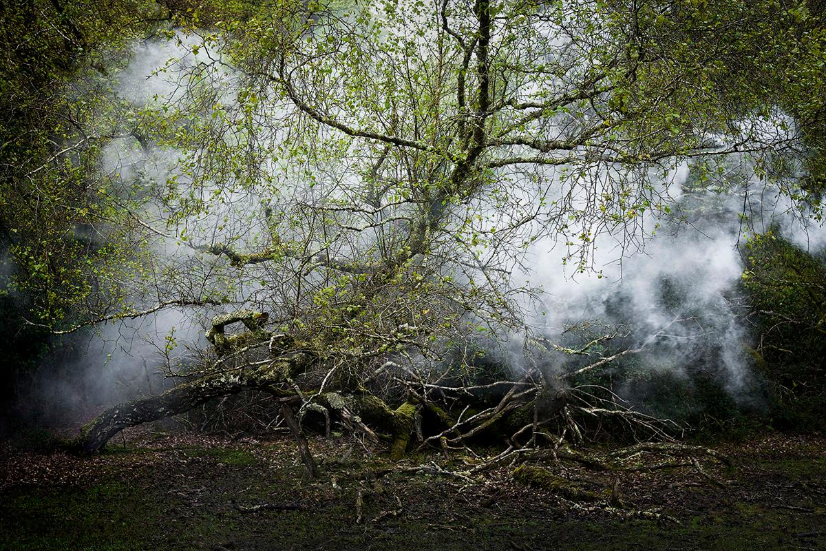 Zwischen den Bäumen 13  - Ellie Davies, Bäume, Pflanzen, Natur, Landschaften, Träume