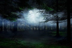 Between the Trees 4 - Ellie Davies, Forests, Mist, Nature, Landscapes, Dreams