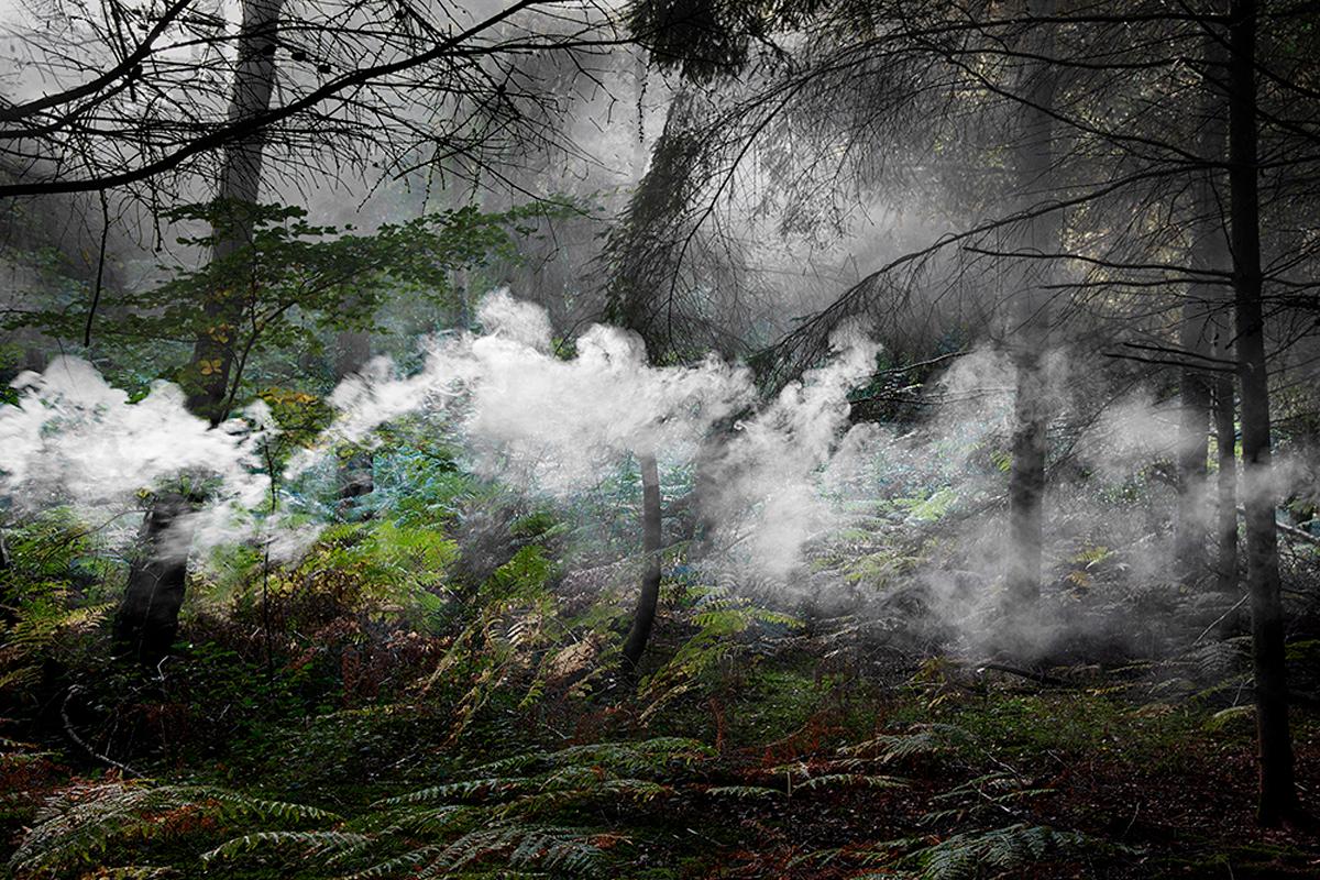 Between the Trees 5, 2014 - Photographie numérique de type C en édition limitée