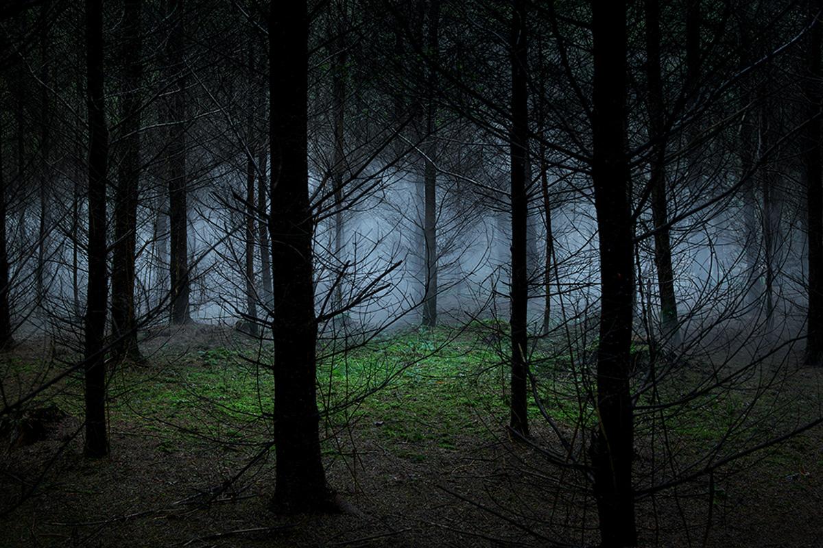 Landscape Photograph de Ellie Davies - Between the Trees 8, 2014 - Edición Limitada Estampada Digital Tipo-C